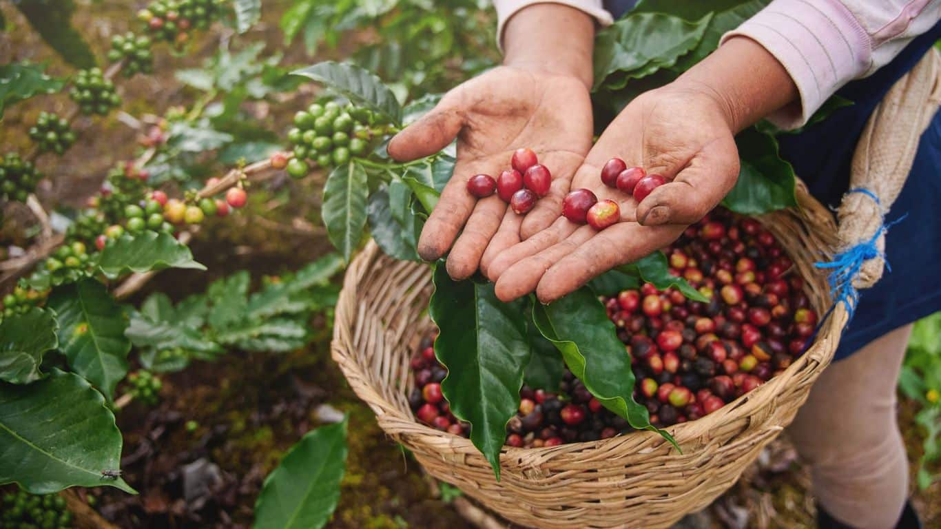 Sipco Coffee Beans - India